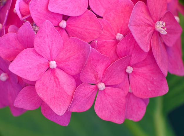 Flores de hortensia