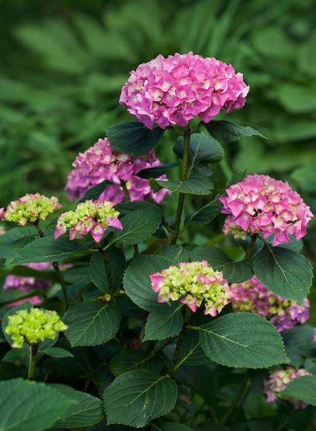 Flores de hortensia