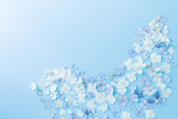 flores de hortensias azules y blancas sobre fondo azul