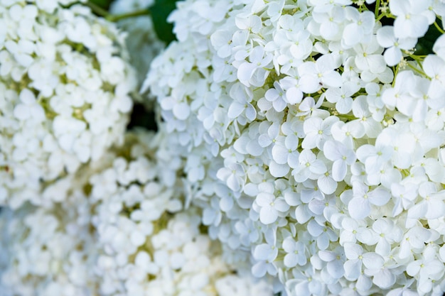 Flores de hortensias blancas en el jardín de cerca hermoso fondo de flores de verano