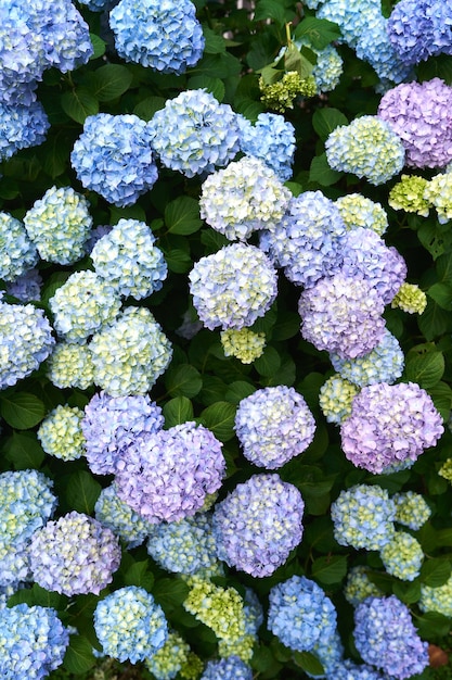 Flores de hortensias de color amarillo y púrpura azul brillante en un arbusto verde