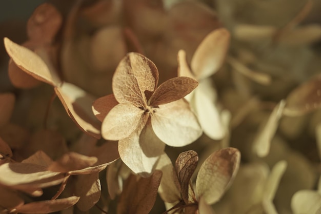 Flores de hortensias hermosas secas Fondo de otoño floral natural Luz y sombra Enfoque selectivo