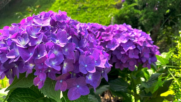 Flores de hortensias moradas en un jardín.