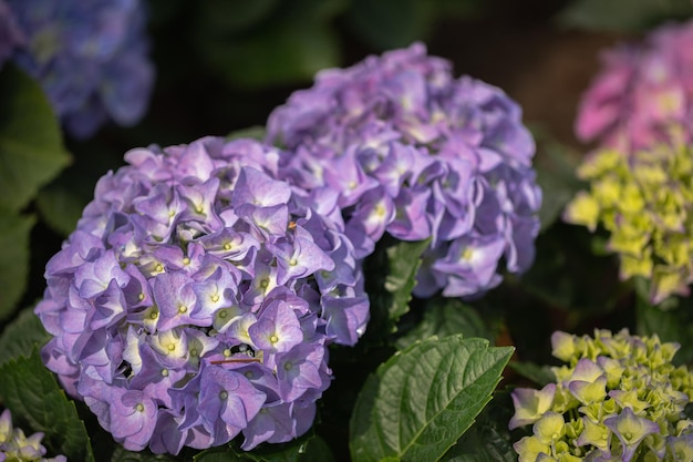 Flores de hortensias moradas en primavera