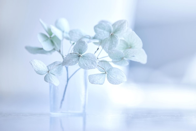 Flores de hortensias secas sobre un fondo azul.