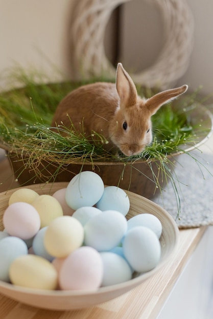 Flores y huevos de conejito de Pascua