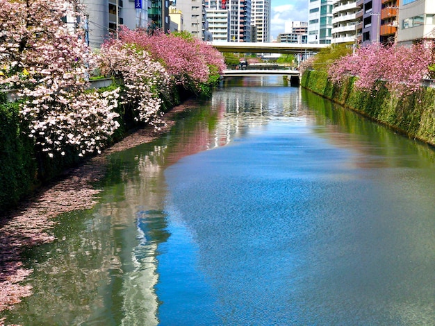 Foto flores húmedas en el árbol por el edificio