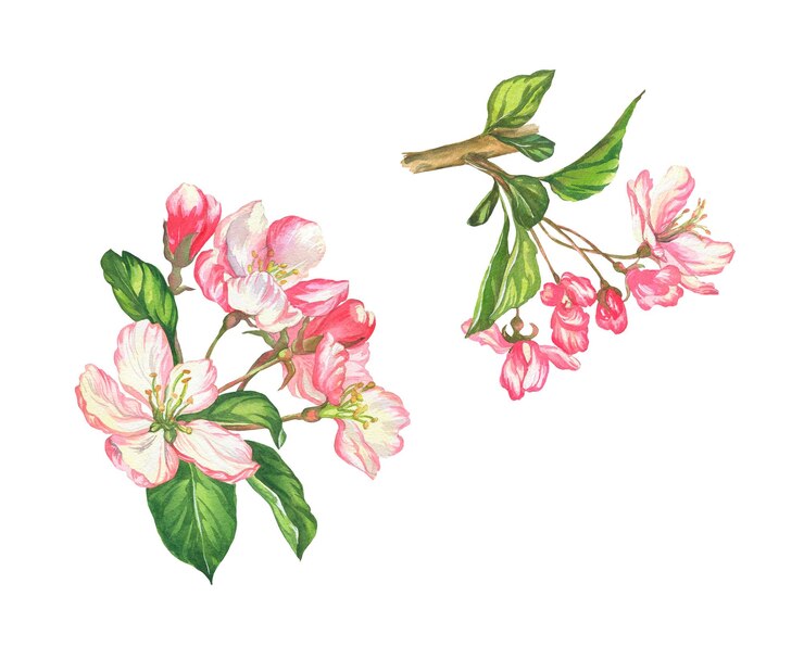 Foto flores ilustração botânica em aquarela flores de cerejeira