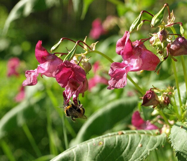 Flores de Impatiens glandulifera flores en fondo natural Bumblebee en flores rosas