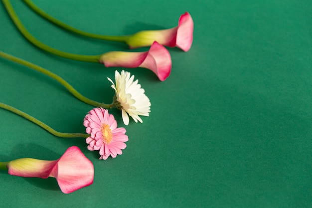 Flores individuales yacen en un verde