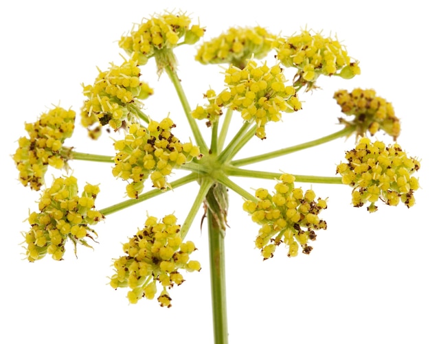 Flores de inflorescencia de apio de monte lat Levisticum officinale aislado sobre fondo blanco.