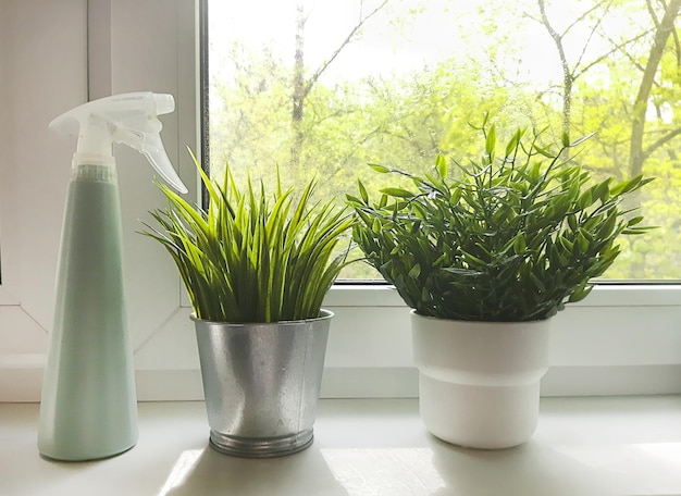 Flores internas no peitoril da janela luz solar da janela cultivo de flores plantio de pulverização de água cuidados com plantas Luz solar