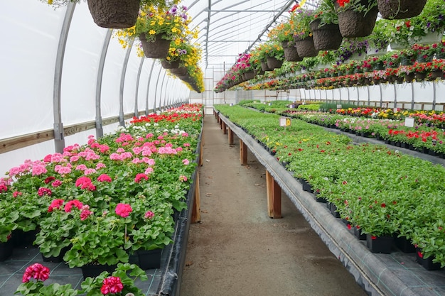 Flores de invernadero para la venta en grandes invernaderos comerciales. Fotografiadas y procesadas para tener un aspecto HDR.