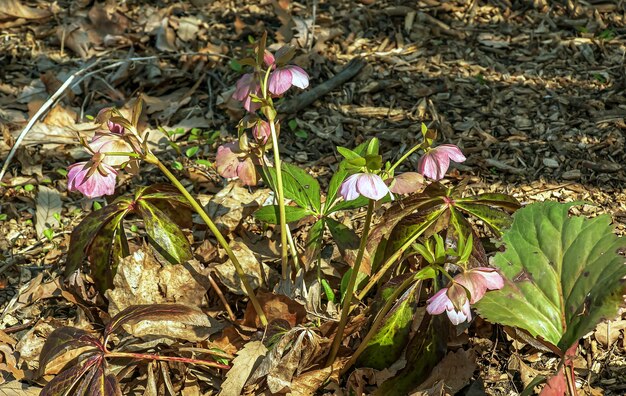 Las flores de invierno son alegres rosas y marrones manchadas de helleboros en un jardín soleado