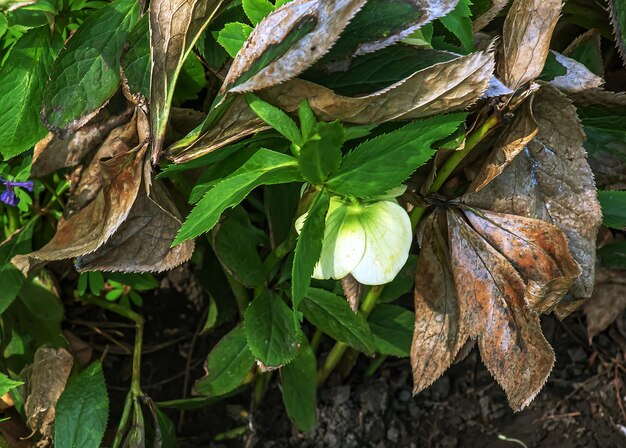 Las flores de invierno son alegres rosas y marrones manchadas de helleboros en un jardín soleado