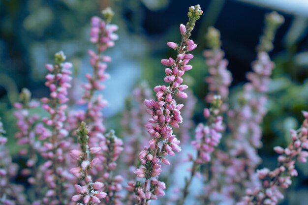 Foto flores en invierno