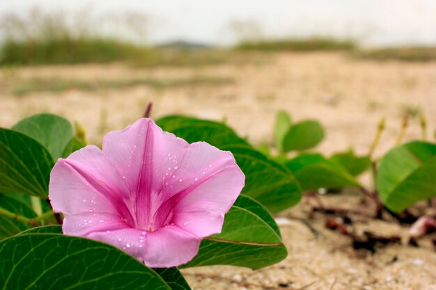 Las flores de Ipomoea pes-caprae son hermosas en la playa de arena.