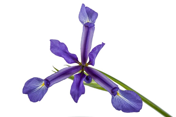 Foto flores de iris aisladas en blanco