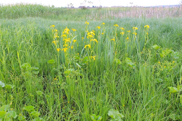 Flores de iris amarillo salvaje