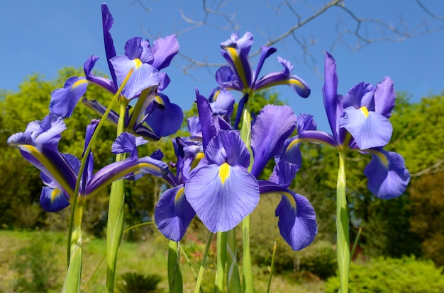 Flores de Iris cultivadas por su belleza