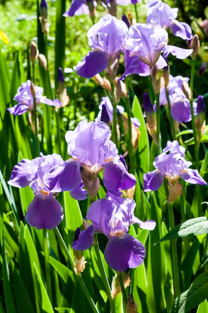 Flores de iris morado en jardín verde