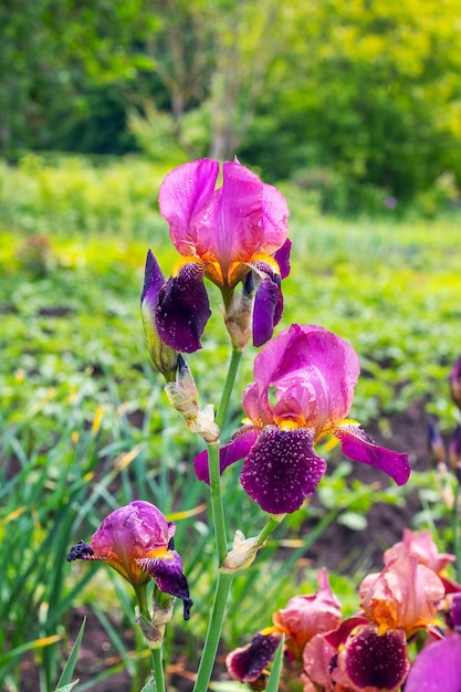 Flores de iris con pétalos morados y rosas en el jardín.