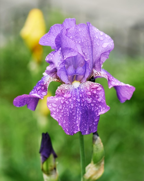 flores de iris violetas y amarillas en primavera