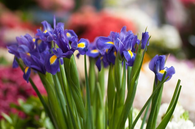 Flores de iris