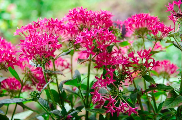 Flores de ixora rosa