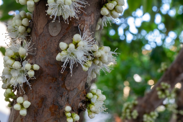 Flores de jabuticaba en el árbol. Jaboticaba es la uva autóctona de Brasil.