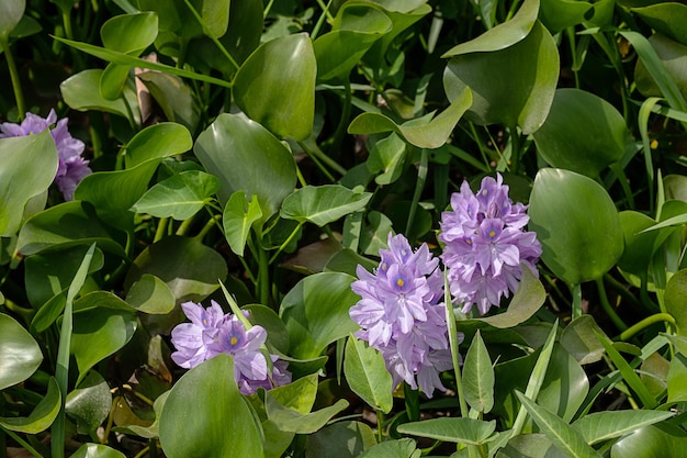 Flores de jacinto de agua común que florecen Fondo floral natural