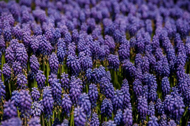 Flores de jacinto azul