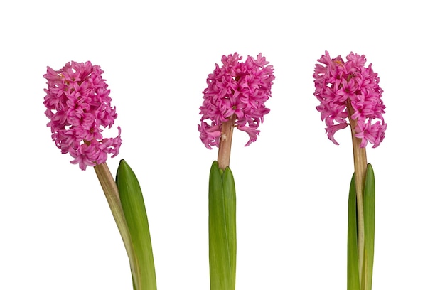 Flores de jacinto en un fondo blanco aislado