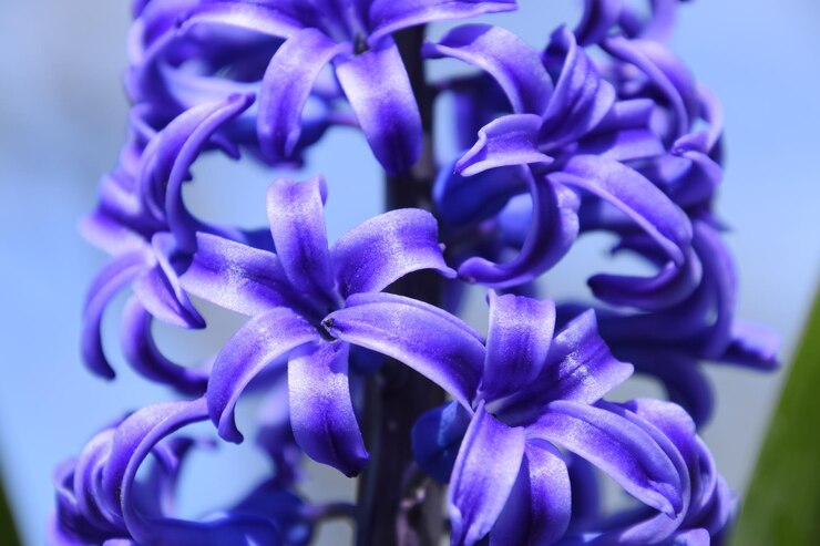 Foto flores de jacinto en el jardín en primavera planta única jacinto