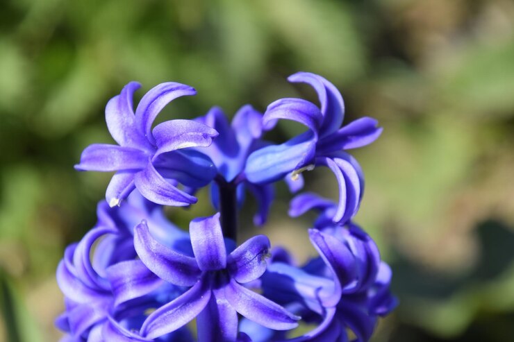 Foto flores de jacinto en el jardín en primavera planta única jacinto