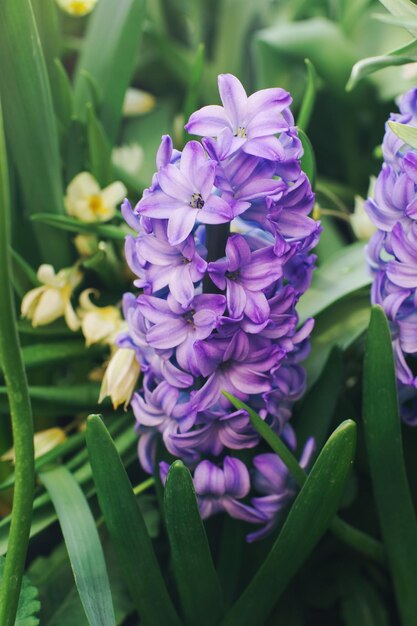 Flores de jacinto púrpura en flor en un jardín en un día soleado enfoque selectivo suave