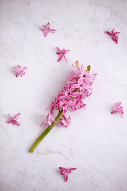 Flores de un jacinto rosado