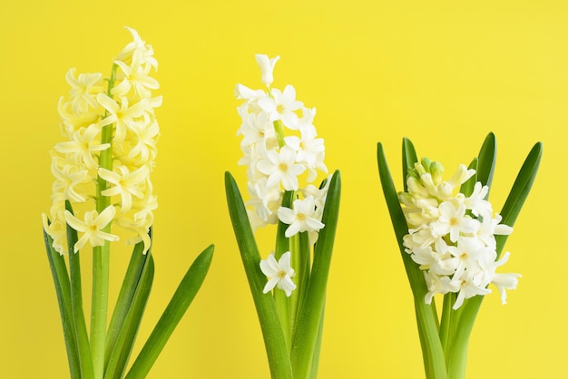 Flores de jacinto sobre un fondo amarillo Flores de primavera Jacintos blancos y amarillos Papel tapiz floral