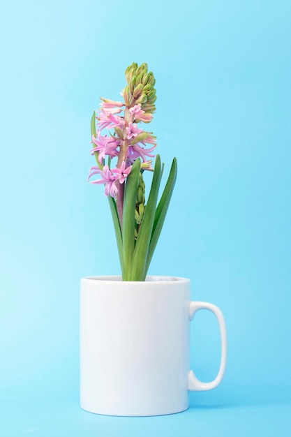 Flores de jacinto en una taza sobre un fondo azul.