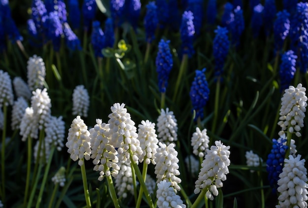 Flores de jacinto de uva blancas y azules