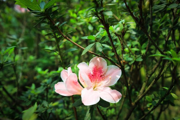 Flores japonesas de frangipani o Adenium en flor en rosa y blanco