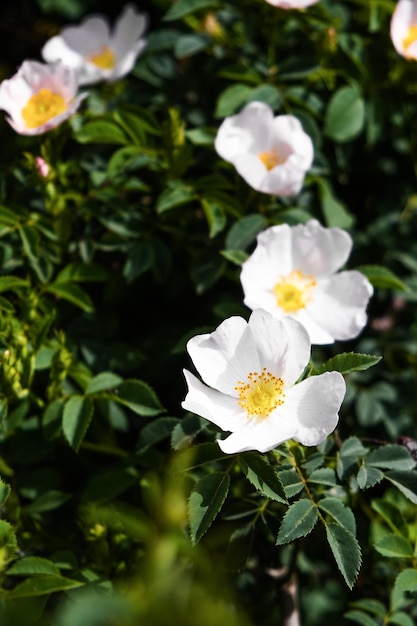 Flores de jara o flor conocida como jara iluminada por los rayos del sol Flor típica de los bosques mediterráneos Portugal y Extremadura