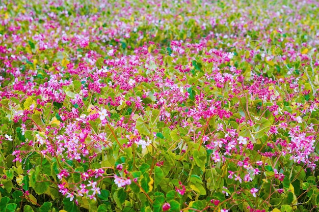 flores jardim parque natureza fundo photo premium