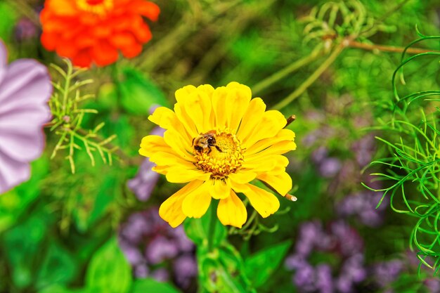 Flores de jardín amarillas y abejas en las cataratas de Trummelbach en las montañas del valle de Lauterbrunnen, distrito de Interlaken, cantón de Berna, Suiza.