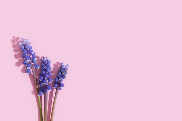 Flores de jardín azul Muscari sobre fondo rosa con espacio de copia Composición floral minimalista de verano o primavera plana