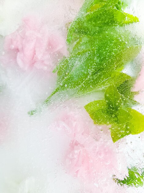 Foto las flores del jardín de claveles congeladas en el fondo de hielo