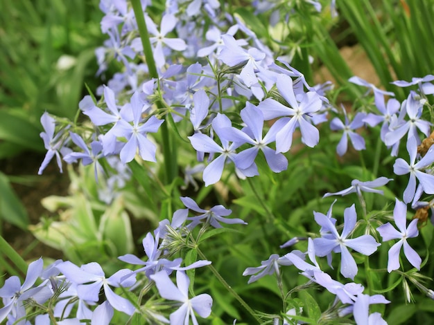 Flores de jardín de isotoma