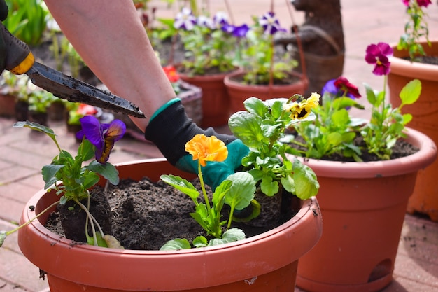 Flores de jardín. Jardinero de mujer se dedica a las plantas.