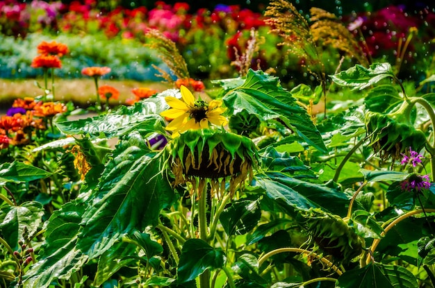 Flores en el jardín bajo la lluvia de verano.