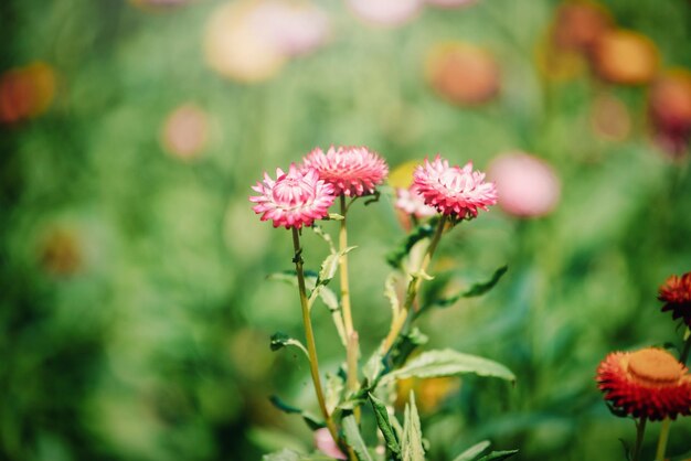 Foto flores en el jardín con la luz del sol tono vintage